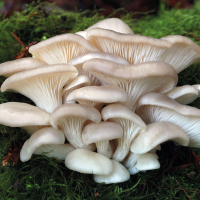 Oyster mushroom