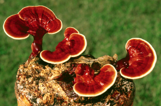 The mushroom of eternal youth
