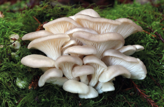 Oyster mushroom